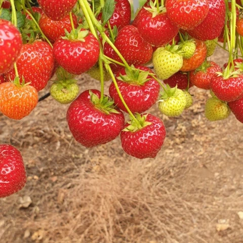 rabota-za-granicei-na-klubnicnoi-ferme-v-sotlandii
