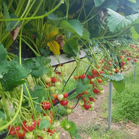 rabota-za-granicei-na-klubnicnoi-ferme-v-sotlandii