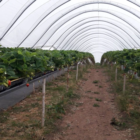 sbor-maliny-i-klubniki-a-takze-drugie-vidy-rabot-na-ferme-v-velikobritanii