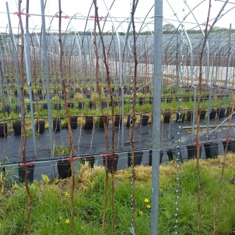 sbor-maliny-i-klubniki-a-takze-drugie-vidy-rabot-na-ferme-v-velikobritanii