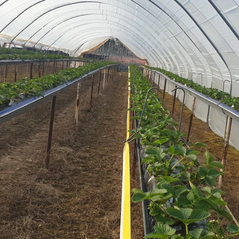 sbor-maliny-i-klubniki-a-takze-drugie-vidy-rabot-na-ferme-v-velikobritanii