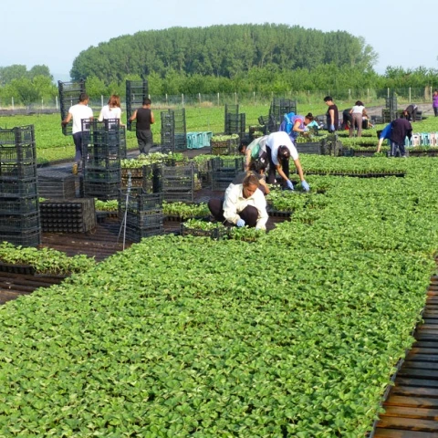 priglaseniia-dlia-raboty-v-anglii-na-klubnicnoi-ferme-kent