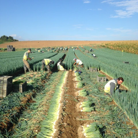 rabota-na-salatnoi-ferme-v-anglii-2023