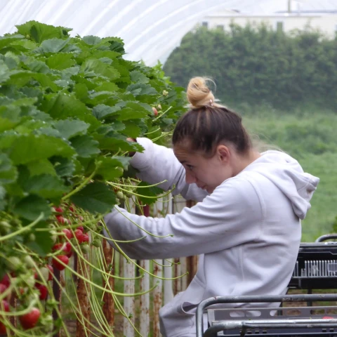 sbor-maliny-i-klubniki-a-takze-drugie-vidy-rabot-na-ferme-v-velikobritanii