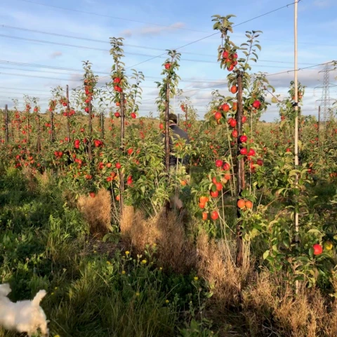 selskoxoziaistvennye-raboty-na-fruktovo-iagodnoi-ferme