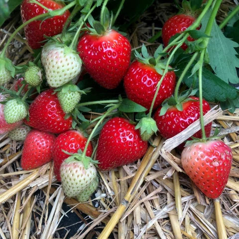 strawberries_growing