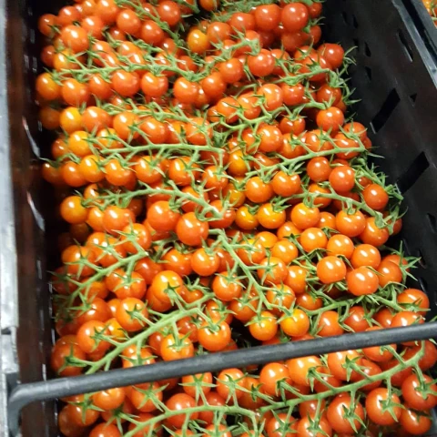 rabota-na-tomatnoi-ferme-v-anglii