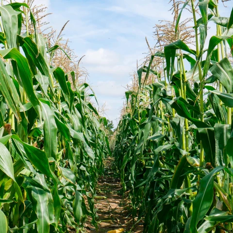 Corn-Pick-Your-Own