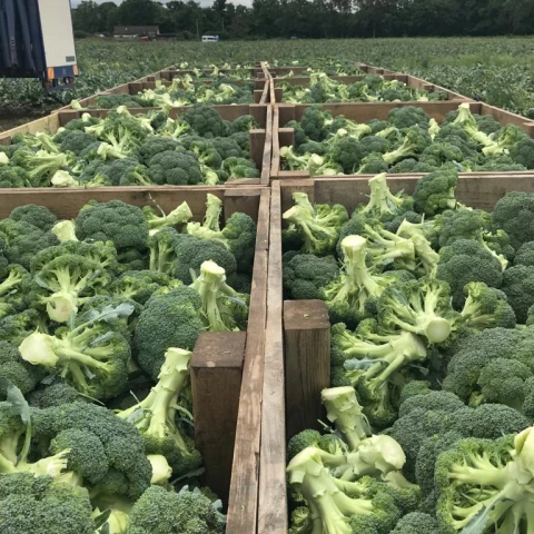 Broccoli_Harvested_into_Boxes
