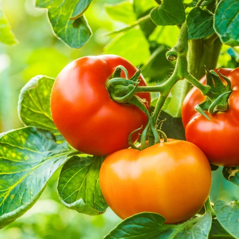 rabota-na-tomatnoi-ferme-v-anglii
