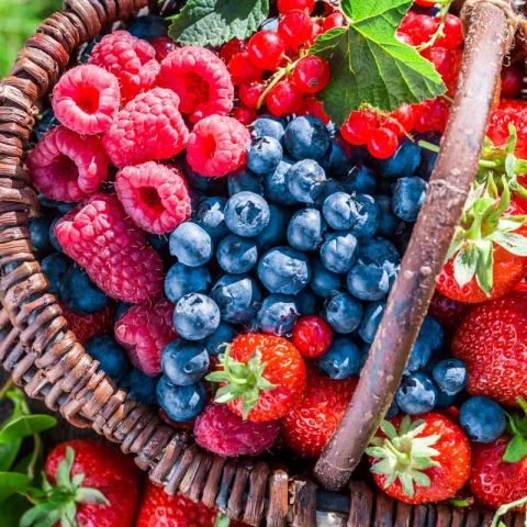 How-to-Start-Your-Own-Berry-Patch