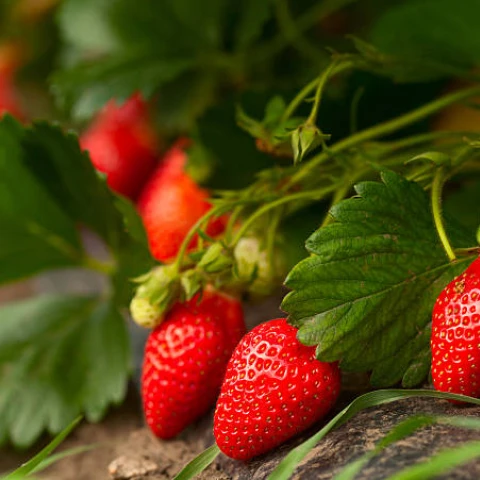 istockphoto-172402830-612x612