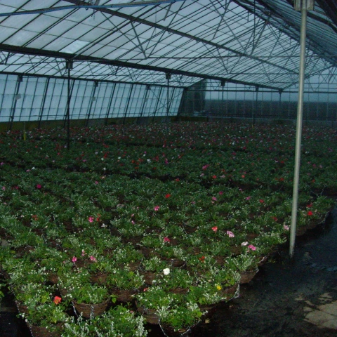 rabota-na-salatnoi-ferme-traktaristom-so-znaniem-angliiskogo-iazyka