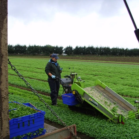 rabota-na-salatnoi-ferme-traktaristom-so-znaniem-angliiskogo-iazyka