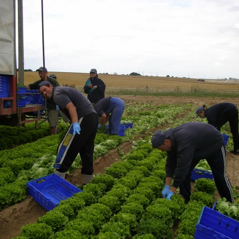 rabota-na-salatnoi-ferme-traktaristom-so-znaniem-angliiskogo-iazyka