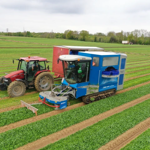 rabota-na-salatnoi-ferme-traktaristom-so-znaniem-angliiskogo-iazyka