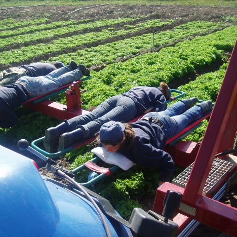 rabota-na-salatnoi-ferme-traktaristom-so-znaniem-angliiskogo-iazyka