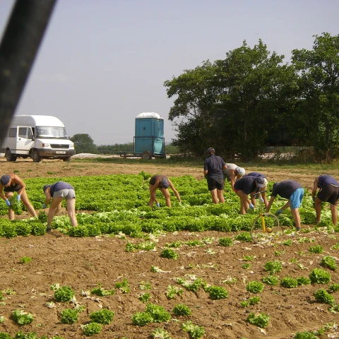 rabota-na-salatnoi-ferme-traktaristom-so-znaniem-angliiskogo-iazyka