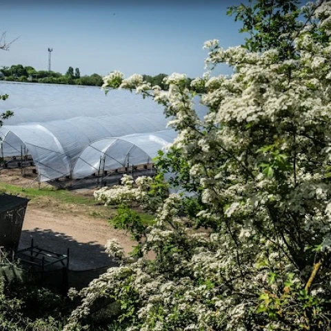 iagodnaia-ferma-v-anglii-sbor-klubniki-priglasenie